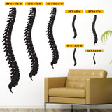 Spine, Wall Decal, 0402, Chiropractic office wall graphics, Bones